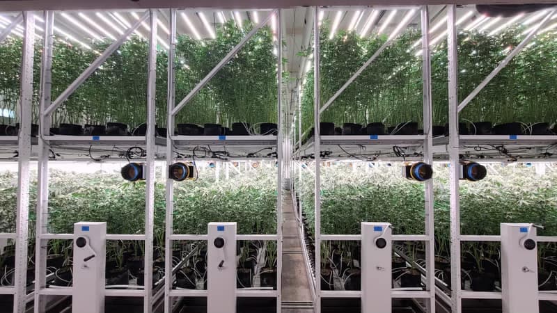 Las autoridades calificaron a la red como "una enorme y compleja operación ilegal" de cultivos.