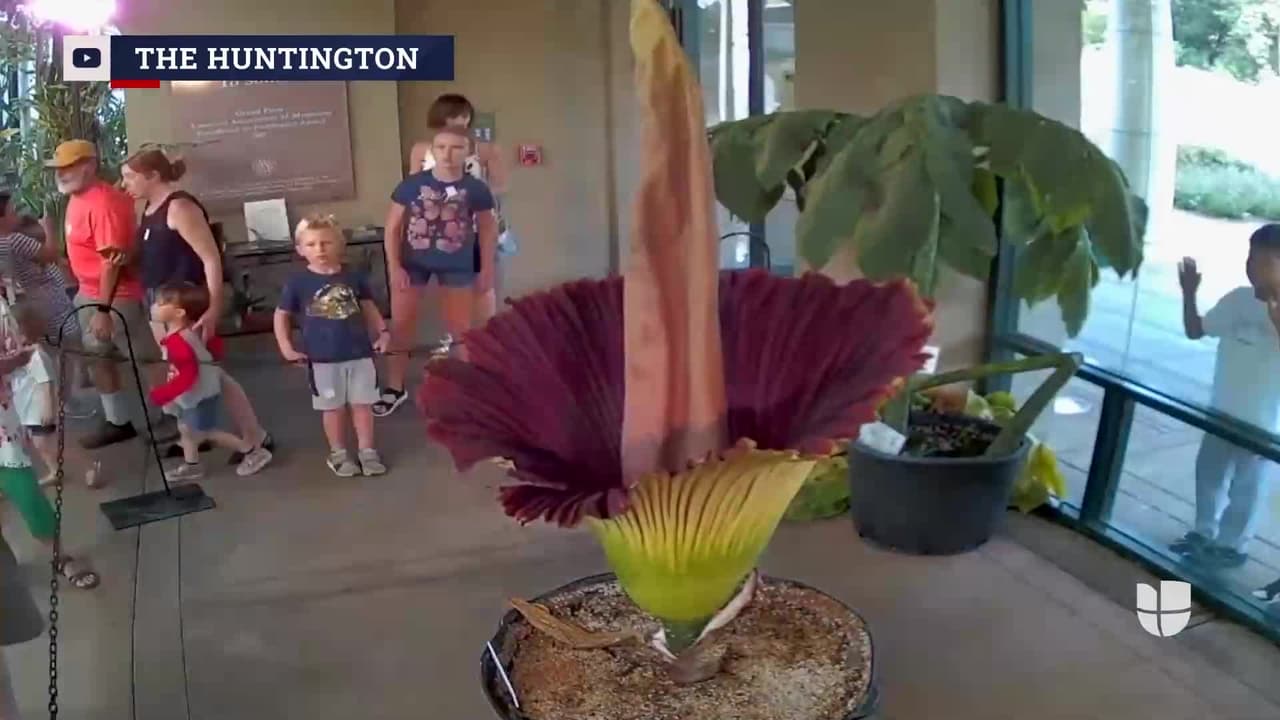 Esta semana se espera que dos flores de 4 pies de altura, conocida como aro gigante, bunga bangkai o más coloquialmente como la 'flor cadáver', abrirán sus pétalos y esparcirá su característico olor a carne podrida en la 
<a href="https://www.huntington.org/" target="_blank">Biblioteca Huntignton</a> en San Marino, California.