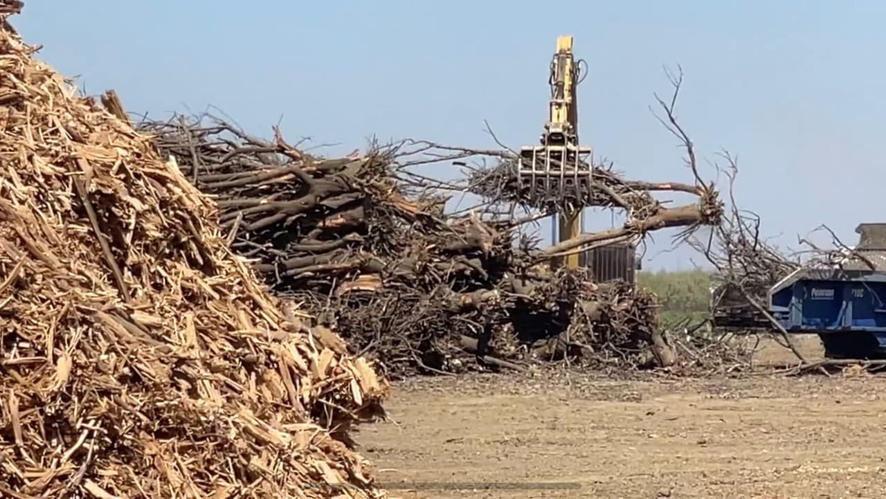 Los árboles se murieron y los han comenzado a moler.