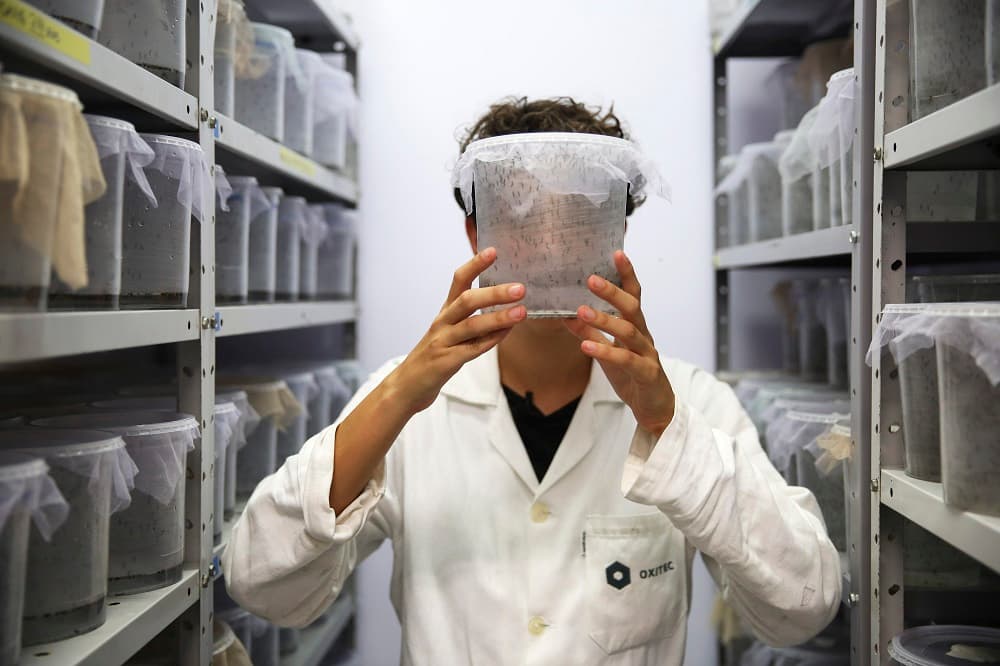 Una legión de mosquitos transgénicos para combatir el zika