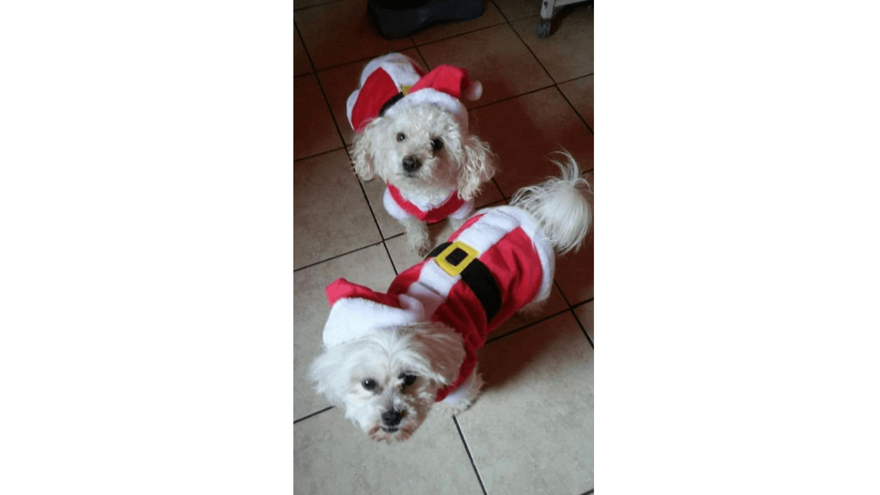 "Estos son mis perrhijos Paco y Greñas los amo".