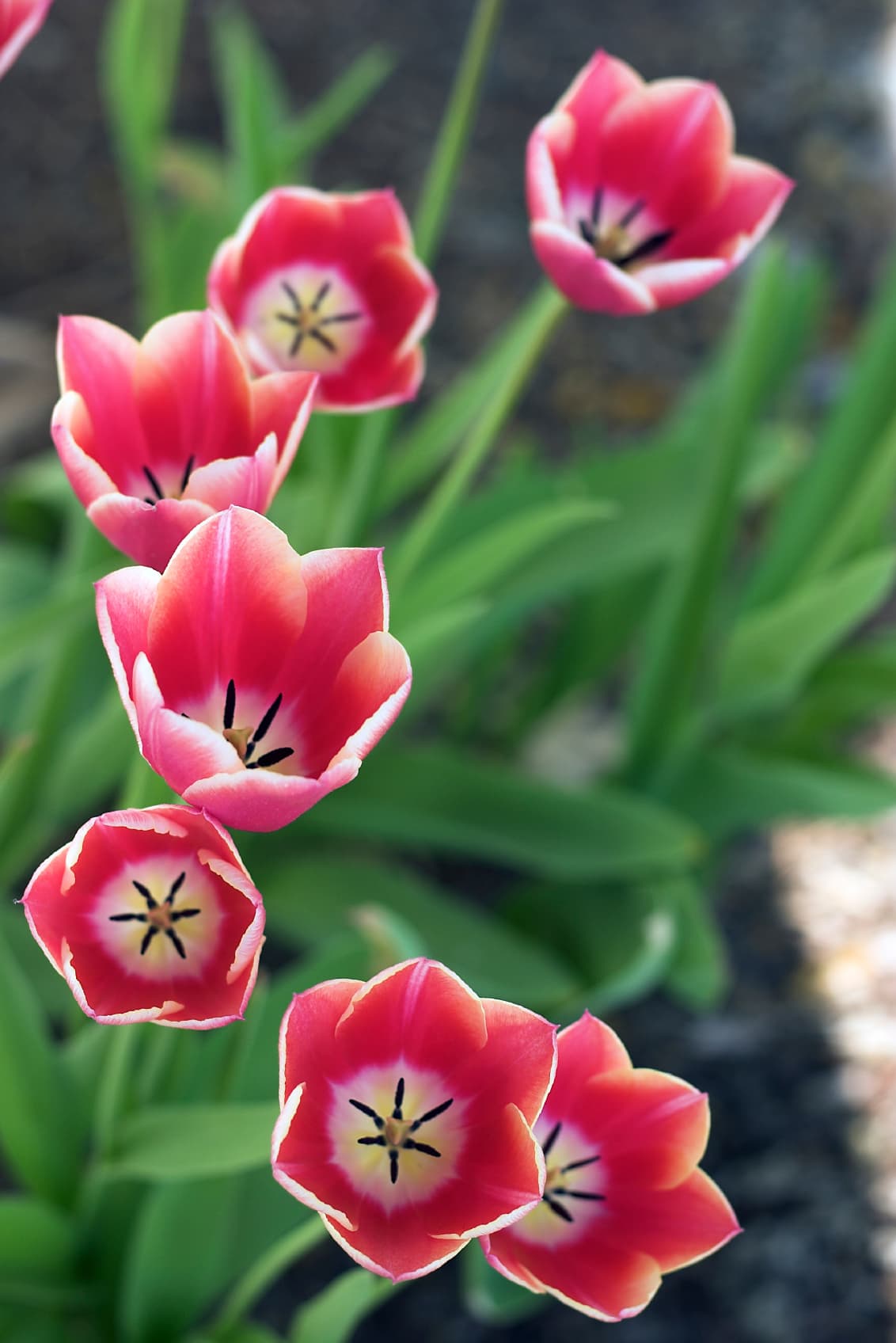 ‘Tulips’ y ‘helleborus’. La diseñadora floral, Ariella Chezar, codueña de la florería Ariella Flowers, indicó que, además de las ‘amaryllis’, que pueden ser utilizadas en varios colores, son perfectos los ‘tulips’ y ‘helleborus’.