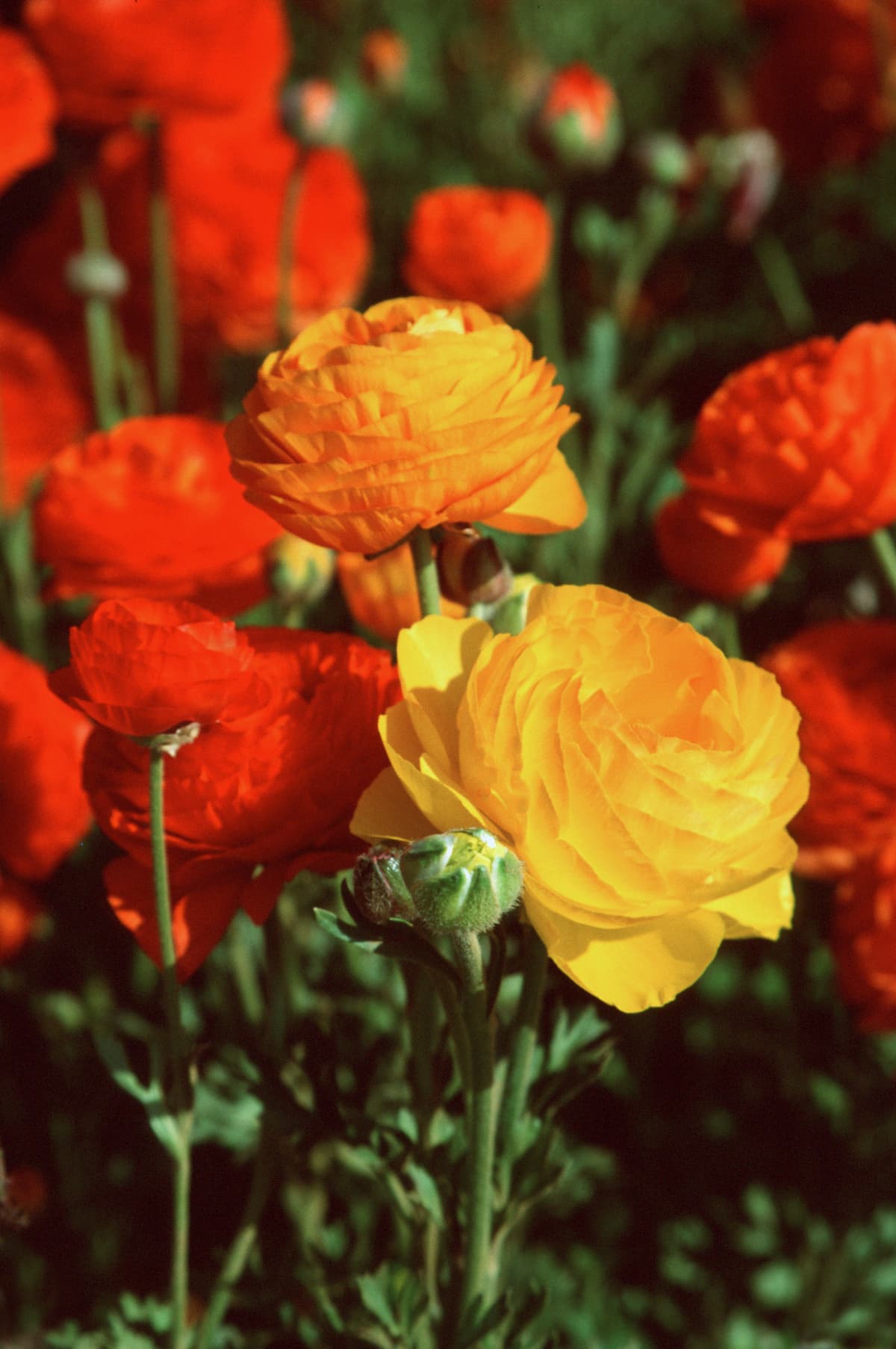 ‘Cyclamen’. Aunque siempre puedes optar por rosas, estas no siempre tienen un estilo muy invernal. “Mejor elige ‘cyclamen’, que también quedan muy bonitas y florecen en invierno”, señaló la especialista.