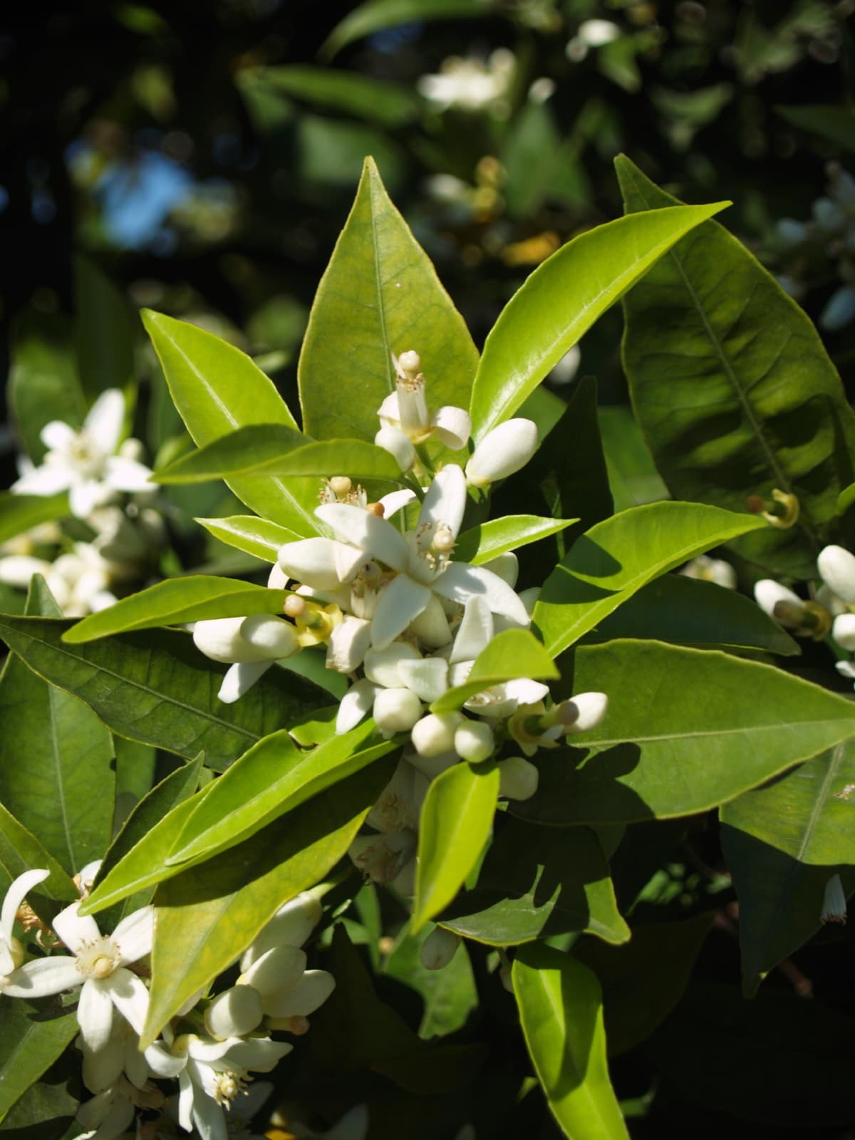Árboles y plantas verdes. Sierra también aconsejó incluir plantas y árboles invernales. Desde Blue Atlas Cedar, hasta juniperus, el aroma y textura de estas especies verdes resultan ideales para bodas en esta temporada.