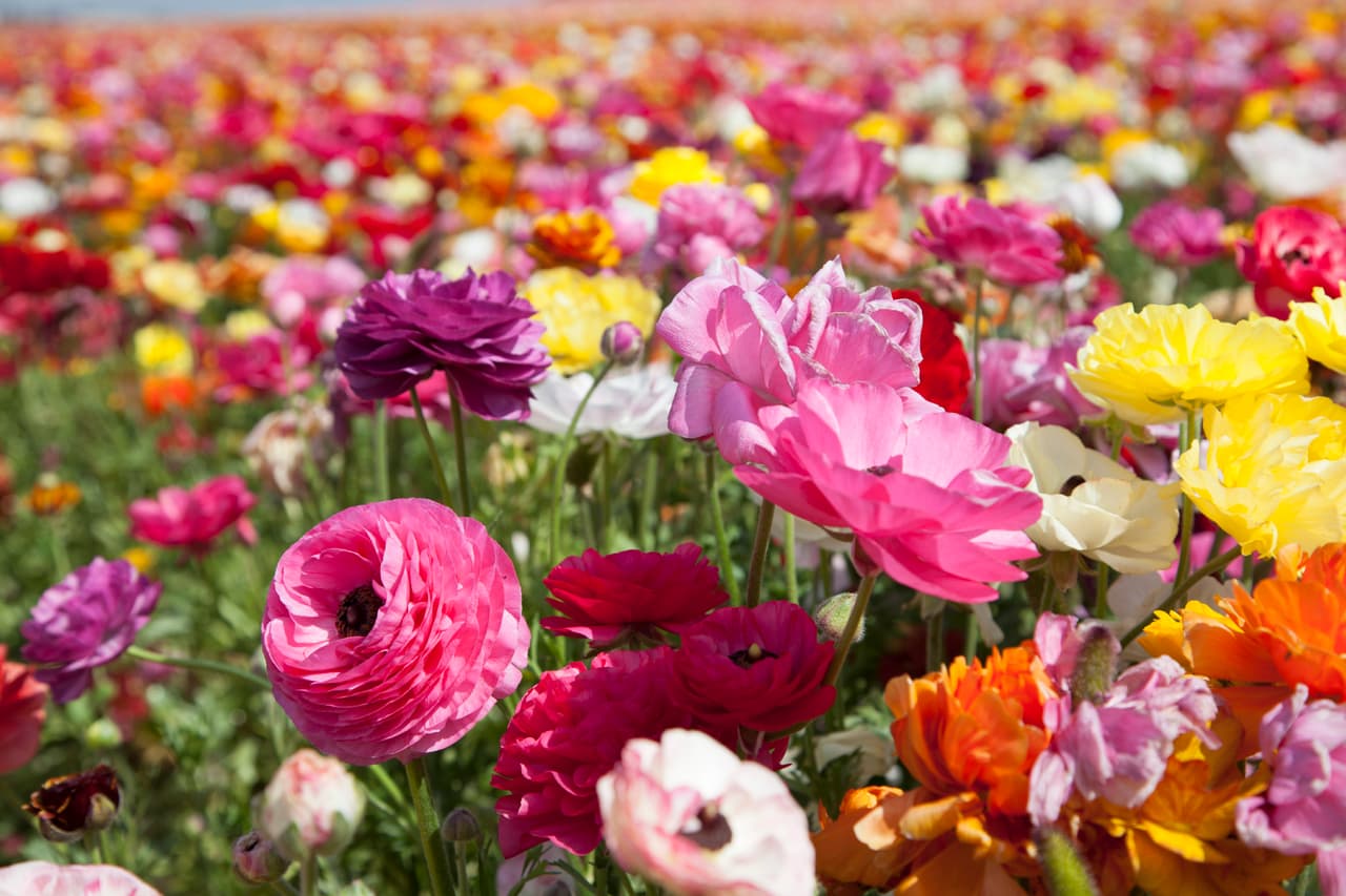 ‘Anenomes & Poppies’. “Siempre sugerimos ‘anenomes y poppies’ de invierno”, indicó Sierra Steifman, dueña y directora creativa de la florería ‘boutique’ en Nueva York, Poppies and Posies. Agregó que esas son sus favoritas y florecen en invierno. ¡Pero tienes más opciones!