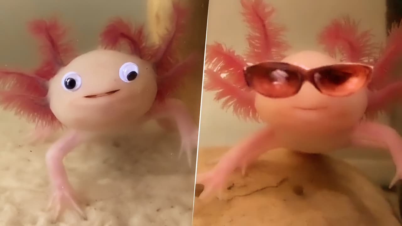 Ajolotes fashionistas: su dueña dibuja en el tanque para crear los looks más divertidos