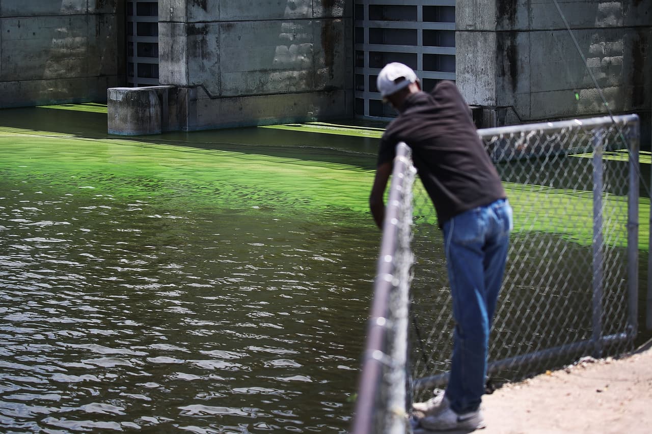 El alga es capaz de envenenar la fauna terrestre y marina, y ocasionar trastornos a los seres humanos.