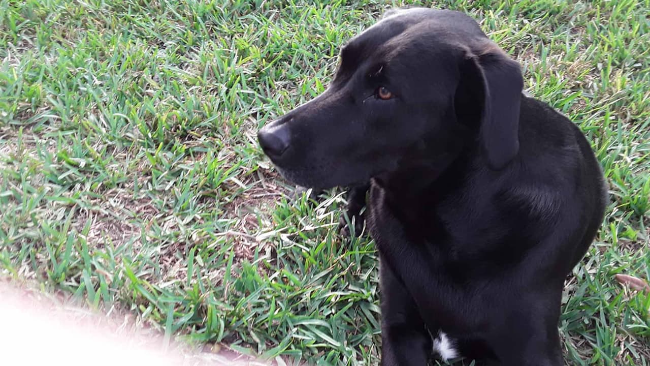 Gilberto Samayoa · "Lex mi perrito adoptado".