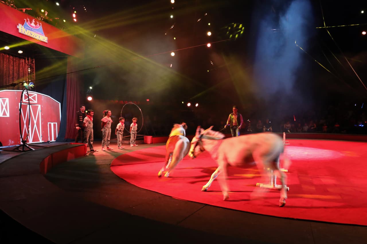 El
<b>Circo Hermanos Vázquez</b> es un evento repletó de diversos actos, como el de estos caballos miniatura.
<br>