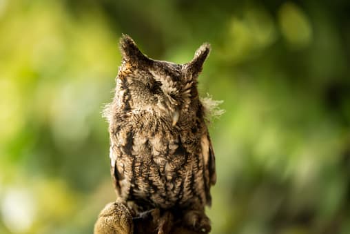 Estos animales usarán un nido abandonado, previamente utilizado por un halcón o una ardilla.