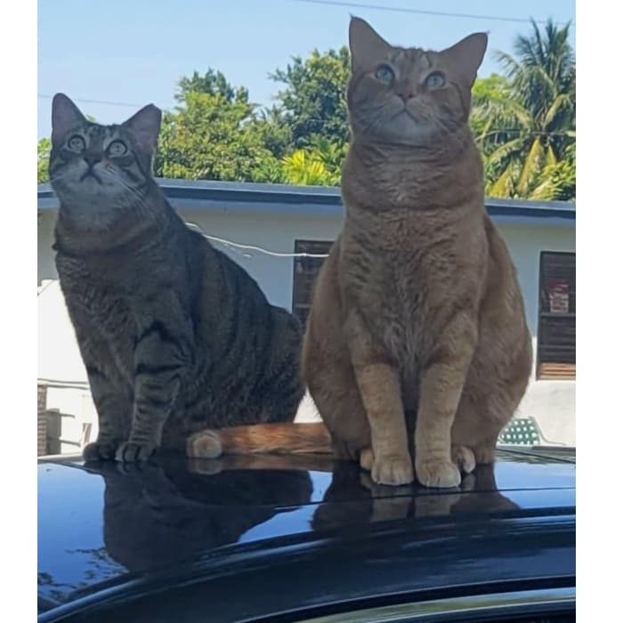 "Katy y Billy posando para la cámara", dice Tamara Vázquez.