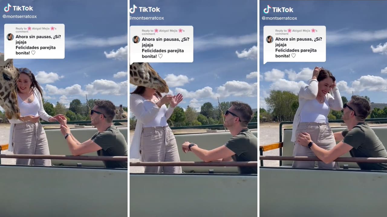 Así fue el golpe que la jirafa le dio a Montserrat Cox