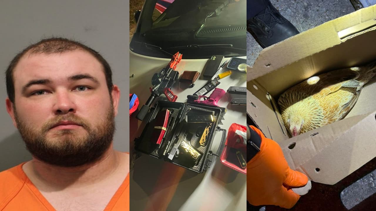 Detienen a conductor en Atascocita con varias armas cargadas, marihuana y hasta gallinas en su vehículo