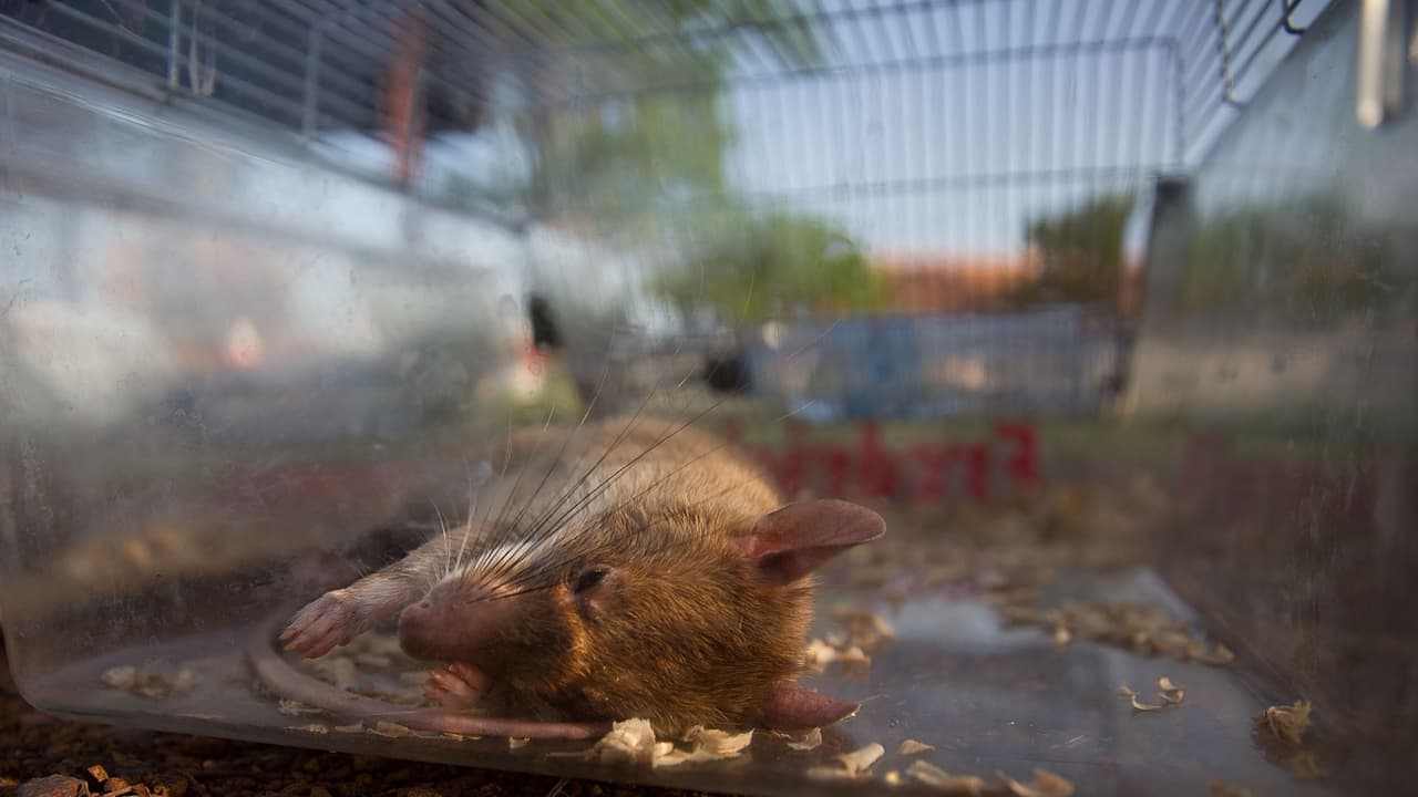 Confiscan 32 libras de carne de rata en el aeropuerto de O'Hare en Chicago
