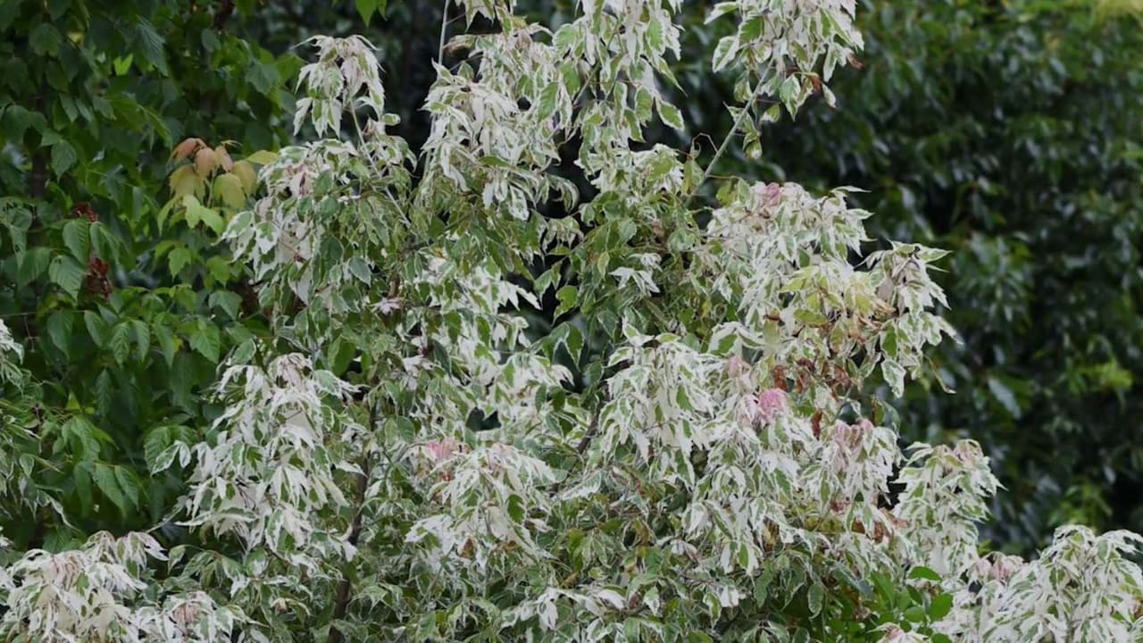 Sacramento: La ciudad de los árboles se convierte en la capital de las alergias en primavera
