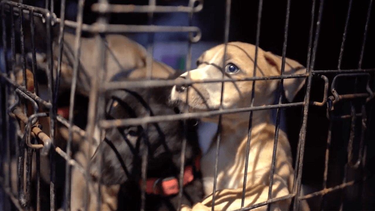 En las jaulas, las autoridades encontraron a unos perritos.