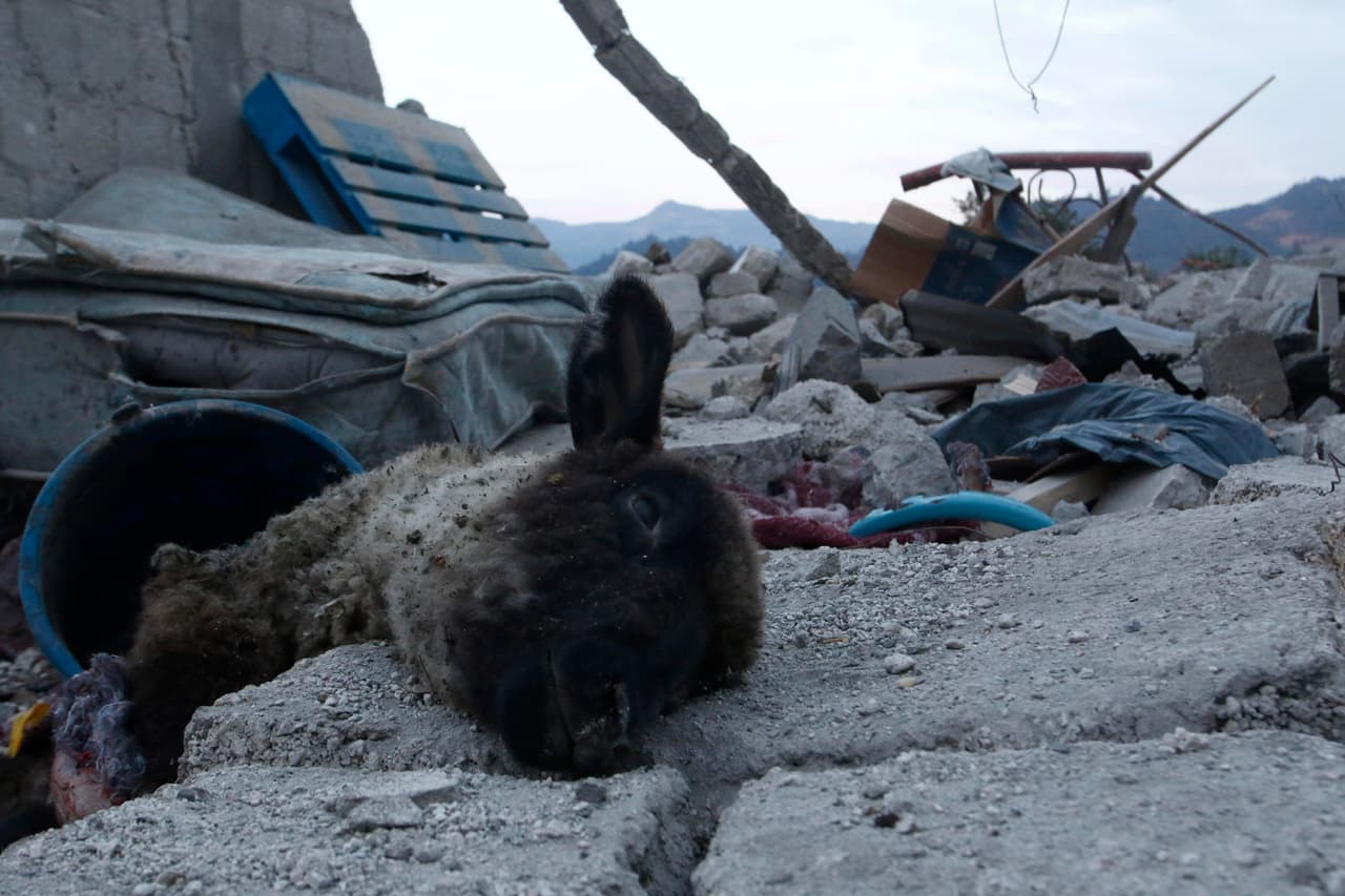 Un animal muerto entre los escombros que dejó el estallido