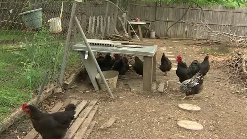Gallinas y gallos dividen a ciudad texana