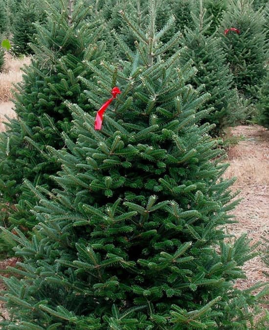 <b>Abeto de Fraser: </b>También conocido como "Bálsamo del Sur", este majestuoso abeto, nativo de las Grandes Montañas Humeantes del oeste de Carolina del Norte y el este de Tennessee, está estrechamente relacionado con su homólogo del norte. Sus suaves agujas de color verde esmeralda con la parte inferior plateada miden aproximadamente tres cuartos de pulgada de largo. Su textura de cepillo de botella, su robusta ramificación y su excelente retención de la aguja lo convierten en un magnífico árbol de Navidad cuya popularidad ha crecido rápidamente en los últimos años.