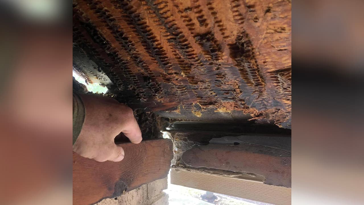 El inspector se disculpó con la pareja y les regresó el dinero que le habían pagado en un principio.