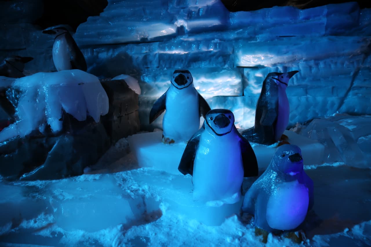 Cada una de las esculturas de hielo está acompañada de un letreo con el nombre de la especie. Este es el pingüino barbijo (Pygoscelis antarcticus) que vive en las Islas Sándwich del Sur, en la Antártida.