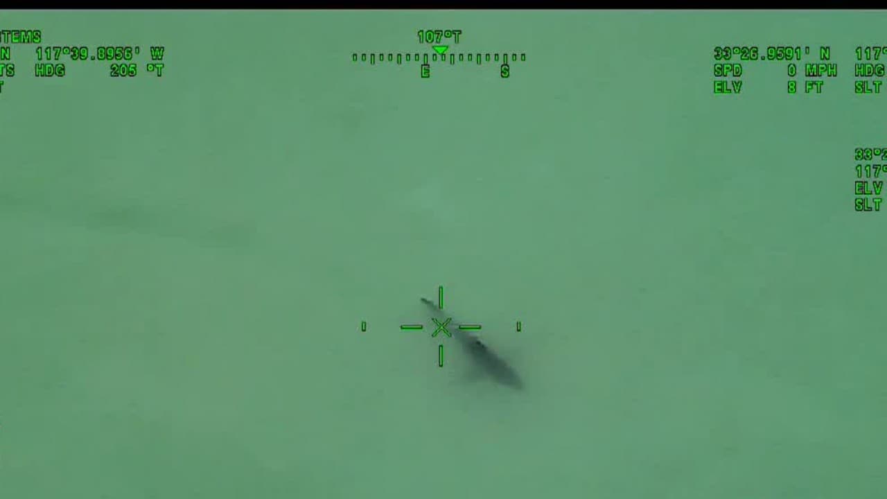 Cierran temporalmente las playas de San Clemente en California por presencia de tiburones