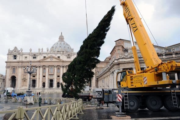 Extraído del Bosque de los Abetos Soberanos, ubicado en la localidad de Pescopennataro, el árbol llegó la mañana del jueves hasta Roma transportado en un camión de 30 metros de largo y fue izado por los trabajadores vaticanos con la ayuda de una grúa.