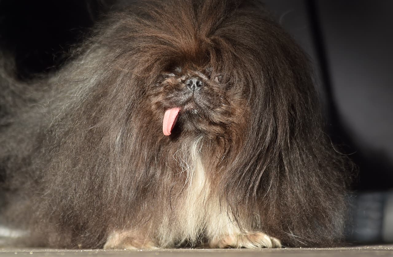 Con su abundante cabellera, Wild Thang, de raza pekinés, intentó arrebatarle la corona a Zsa Zsa, pero no obtuvo la mayoría de los votos en el certamen celebrado en Petaluma, al norte de San Francisco, California.