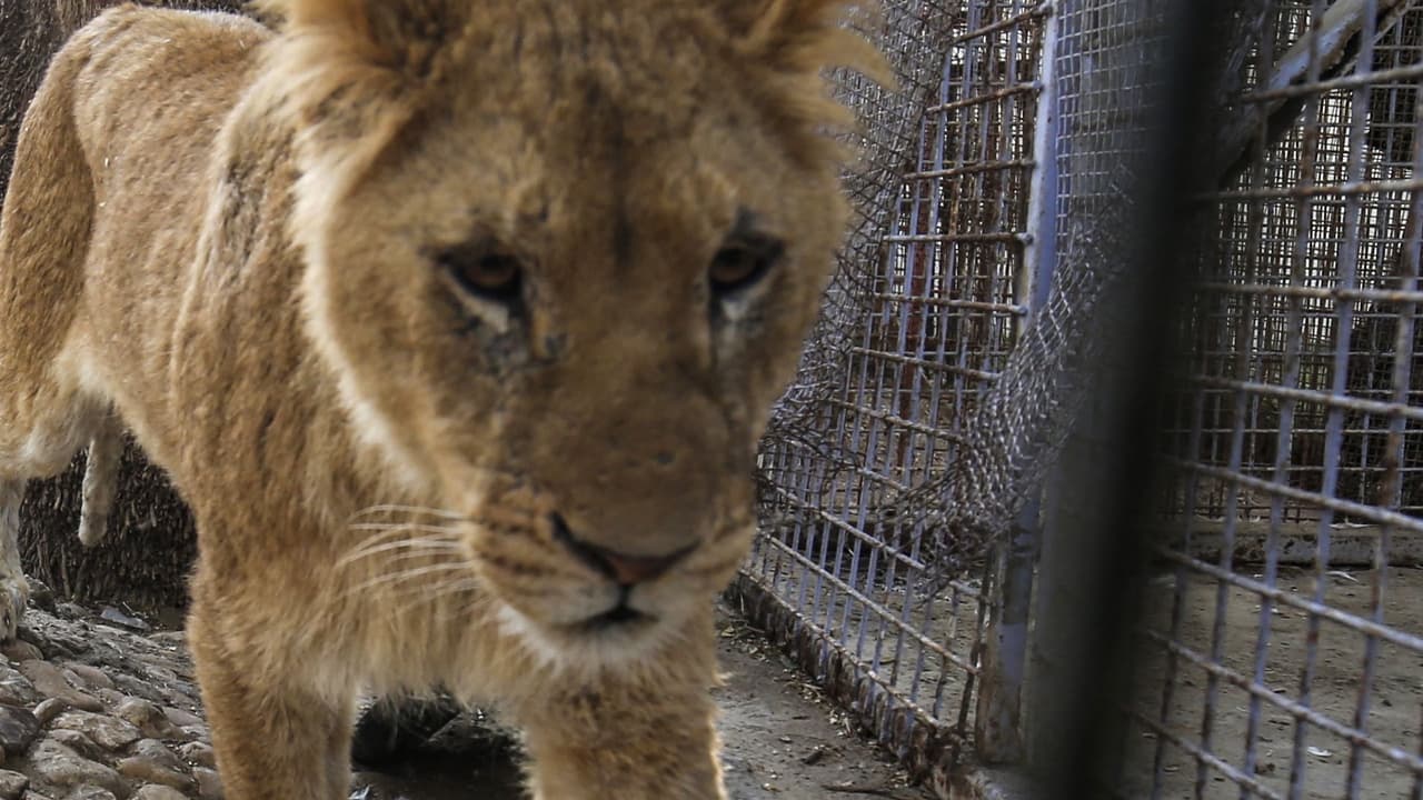 Un gato salvaje ataca a un hombre en el condado Gila, esto recomiendan las autoridades