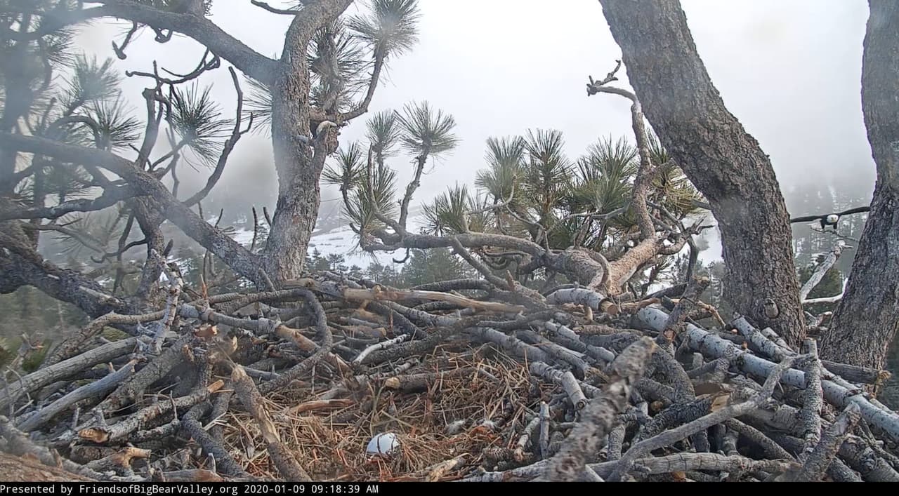 Al fondo y a la derecha, vemos a Shadow trayendo más ramas para agrandar el nido y proteger a la familia.