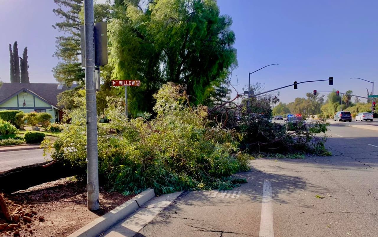 Los fuertes vientos derribaron un árbol en Clovis el lunes temprano.