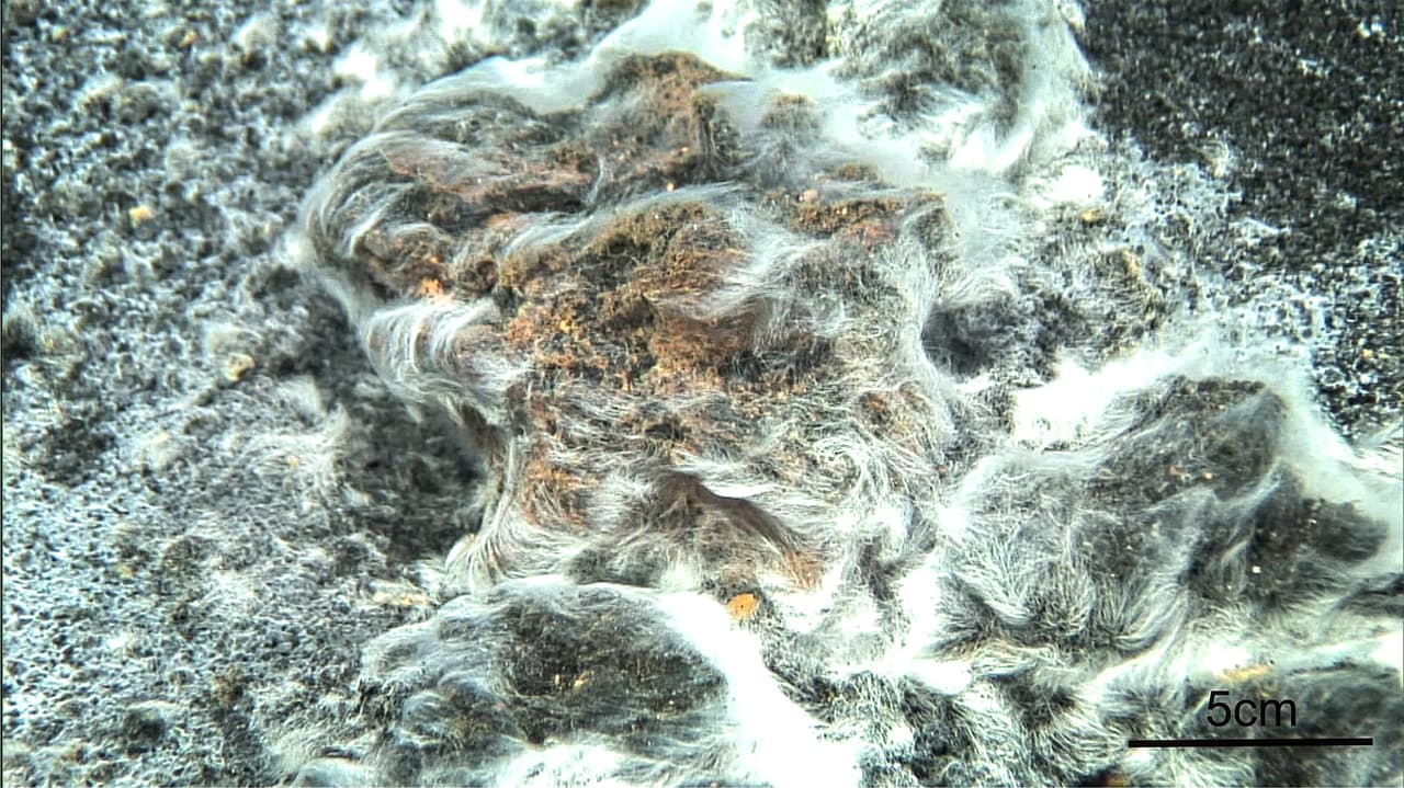 Thiolava veneris. Esta bacteria volcánica fue descubierta en las costas de las Islas Canarias en España. Luego de que un volcán estalló bajo el agua en 2011 la temperatura del agua aumentó, el oxígeno disminuyó y se liberó dióxido de carbono y sulfuro de hidrógeno. En ese ambiente hostil para la vida marina se desarrolló esta nueva bacteria.