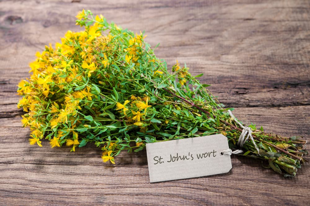 La planta, que nace en Europa pero por su fácil adaptación se puede encontrar en Estados Unidos, Canadá, Latinoamérica y muchas otras partes del mundo, mide de medio metro a un metro de altura y es reconocida fácilmente por sus peculiares flores amarillas