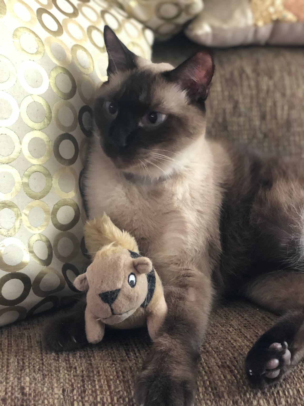 Adoran sus juguetes: 
<b>No te pongas celoso, pero lo cierto es que un peluche puede hacer muy feliz a un gato, convirtiéndose hasta en su mejor amigo. </b>