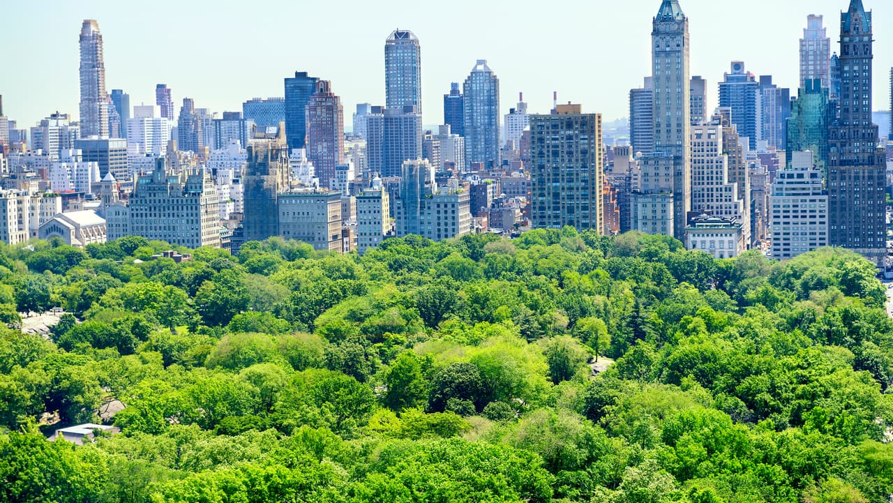 Las grandes ciudades ahorran 500 millones de dólares anuales gracias a sus árboles