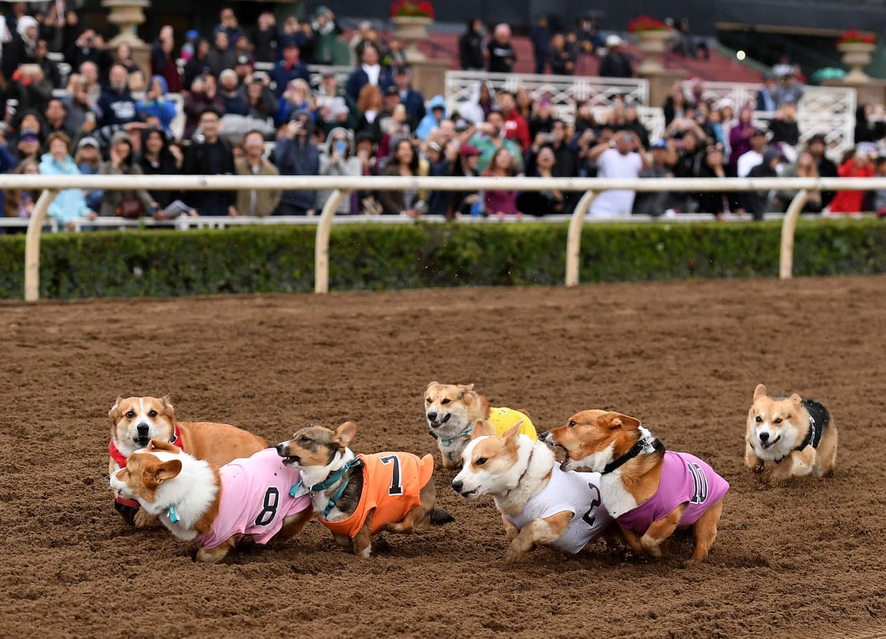 La longitud promedio de estos perros es entre de 30 a 38 centímetros.