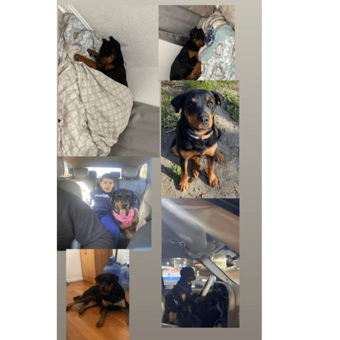 Juliana Arreola dice: "Yo compartí estas fotos porque mi perrita es raza Rottweiler. Mucha gente piensa que son bien malos la raza Rottweiler y que son muy bravos y no es así. Mi perrita se llama Roxy y ella es bien intelligente y amable. La quiero mucho".