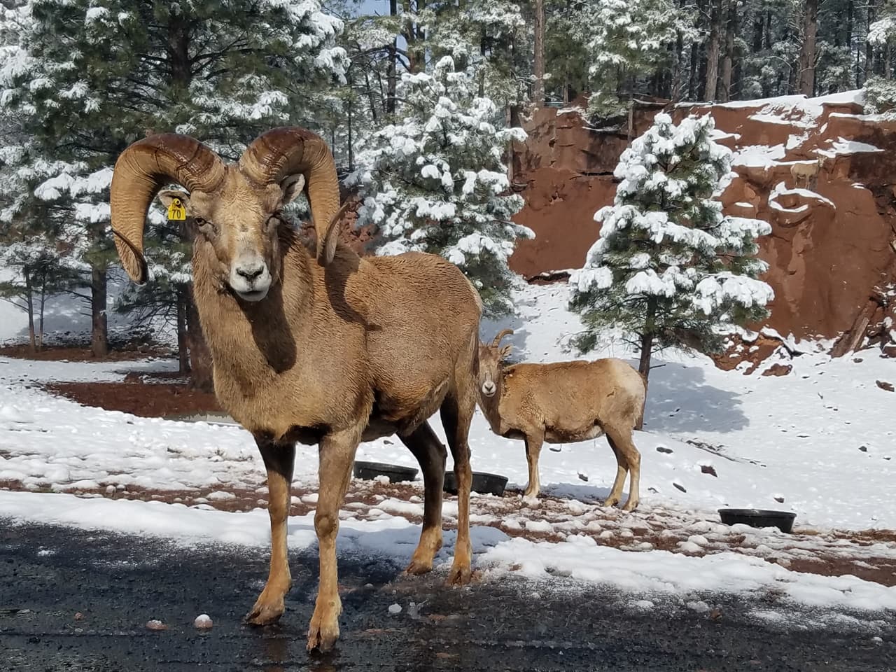 Flagstaff está rodeada por montañas, desierto y pinos forestales.