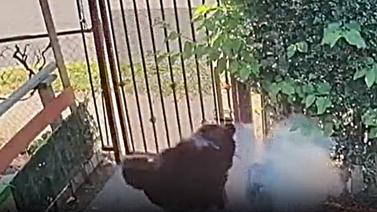 Perro sufre quemaduras en la cara; encuentran a responsable de lanzarle un fuego artificial en Santa Ana
