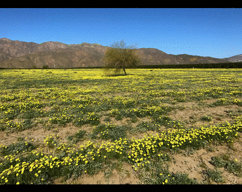 Así floreció el desierto de California tras las lluvias récord del invierno