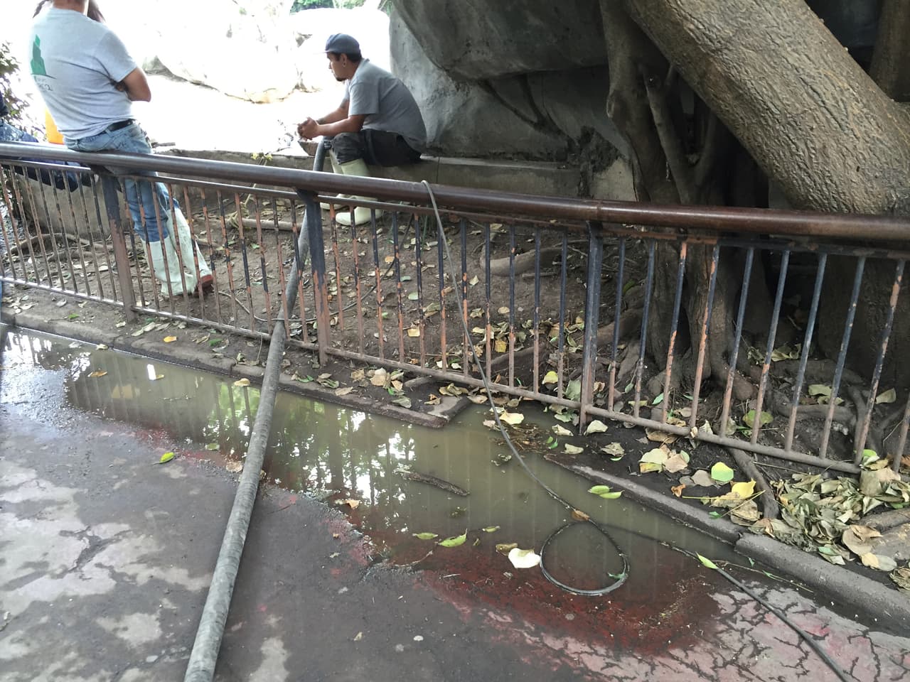 Acumulación de agua, no precisamente limpia, en la zona de jirafas.