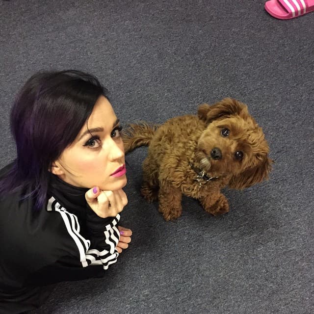 Esta ternurita es el perrito de Katy Perry y se llama Nugget.