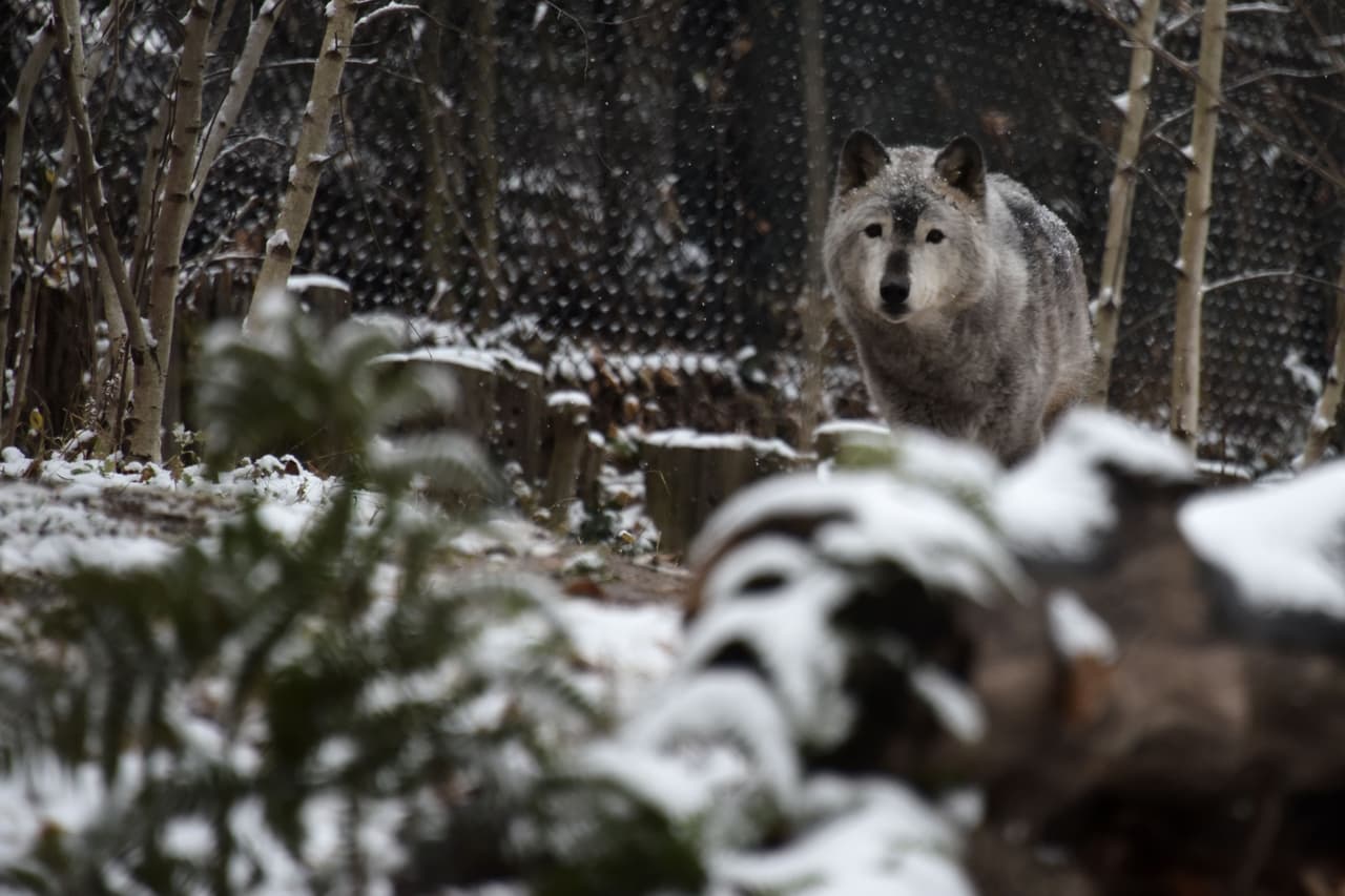 <b>Washington DC.</b> Los animales del zoológico Smithsonian también vivieron la primera tormenta de nieve preinvierno. En la foto, un lobo gris camina bajo la nieve.