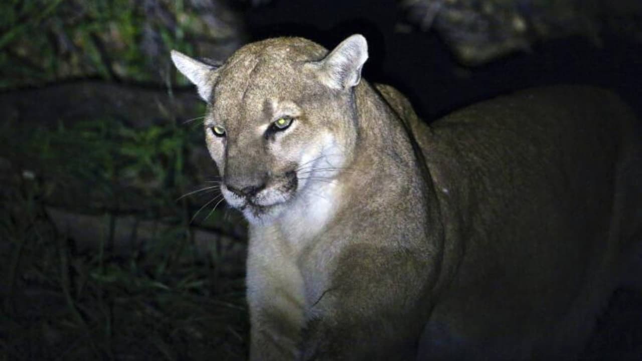 Rescatan a puma herido a un costado de la I80 en el condado de Placer
