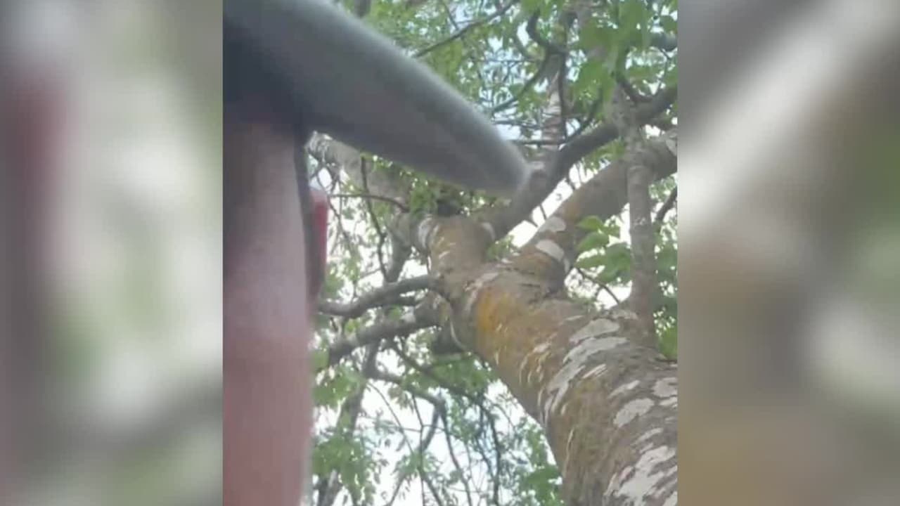 Mientras permanecía en la cima, 
<b>aprovechó algunos minutos para transmitir por Facebook Live y contar lo que estaba ocurriendo.</b> La noticia llegó hasta la secretaria de Seguridad Nacional, Kristi Noem, quien dijo: “puedes correr, pero no esconderte”.