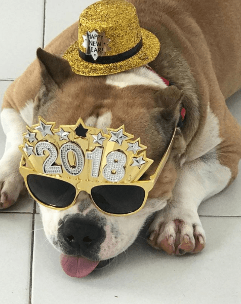 Daddy Yankee es otro dueño orgulloso de un perro, que también se vuelve protagonista de sus redes sociales.