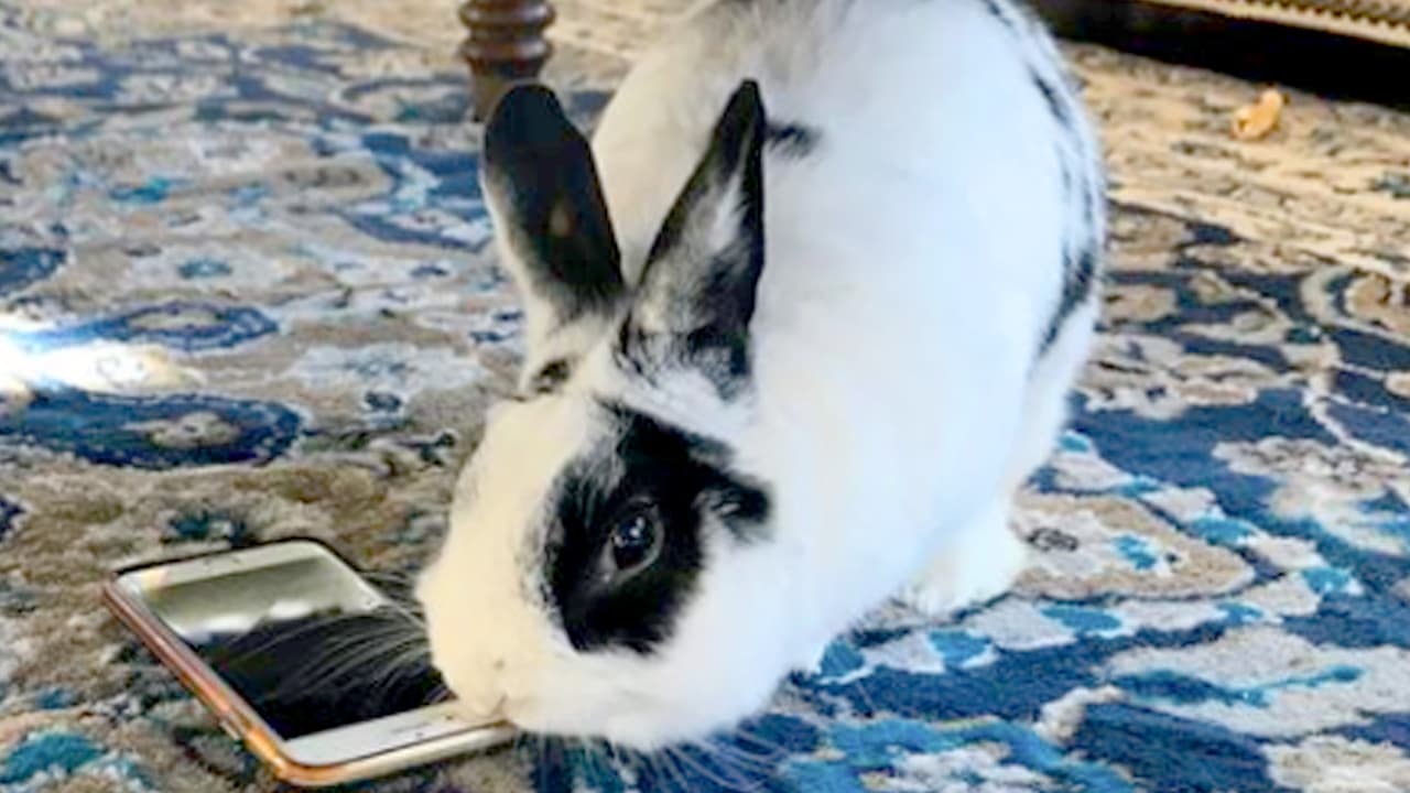 Mike Pence le saca un cuento a su conejo Marlon, pero en Amazon arrasa la parodia gay