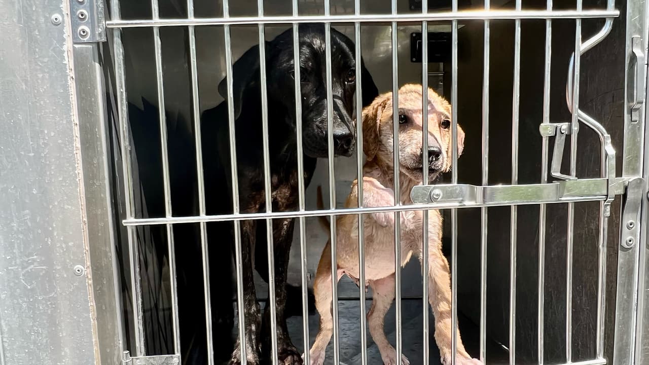 La Sociedad Protectora de Animales trabajó en equipo con el precinto 3 del condado Harris en el rescate de los ocho animales.