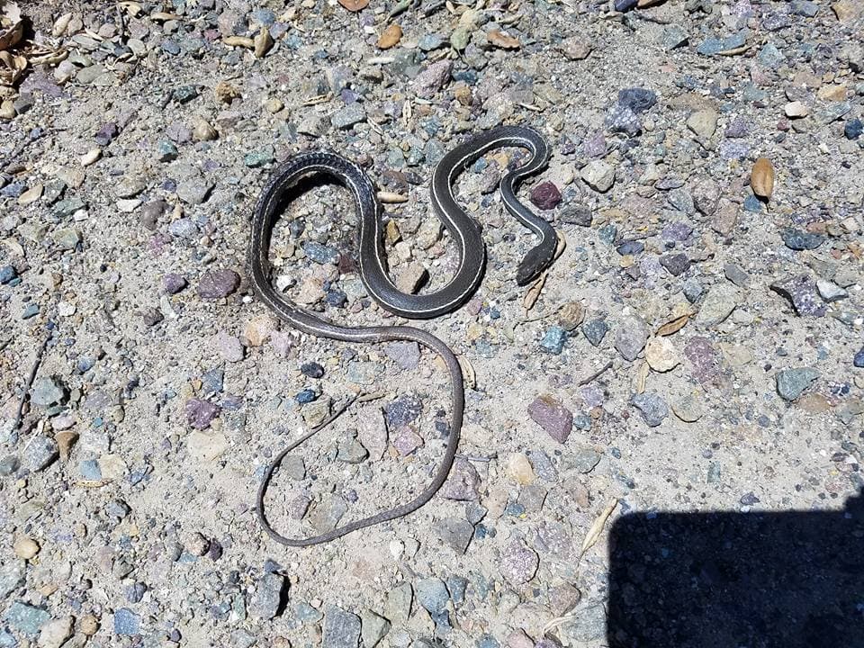 Las víboras también fueron una preocupación.