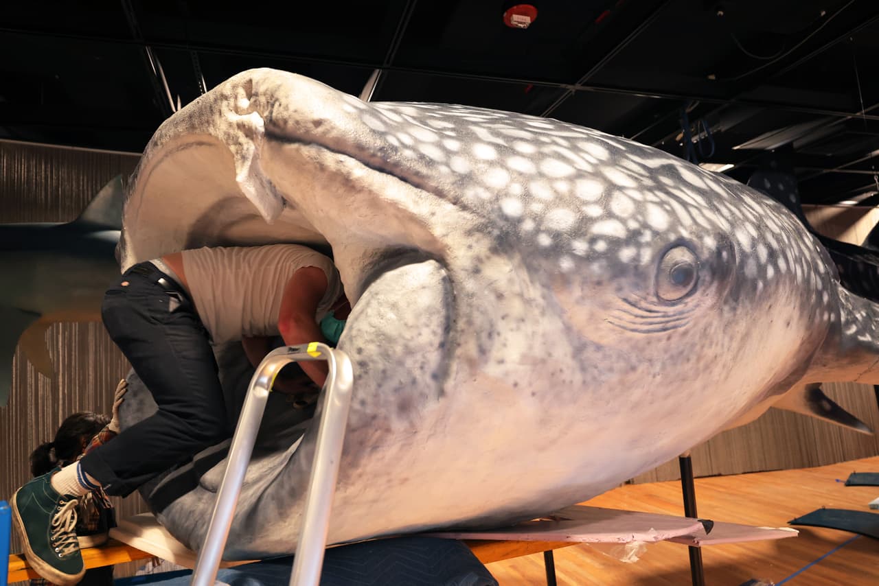 Se cree que algunos ejemplares de tiburón ballena pueden vivir hasta 150 años.
<br>